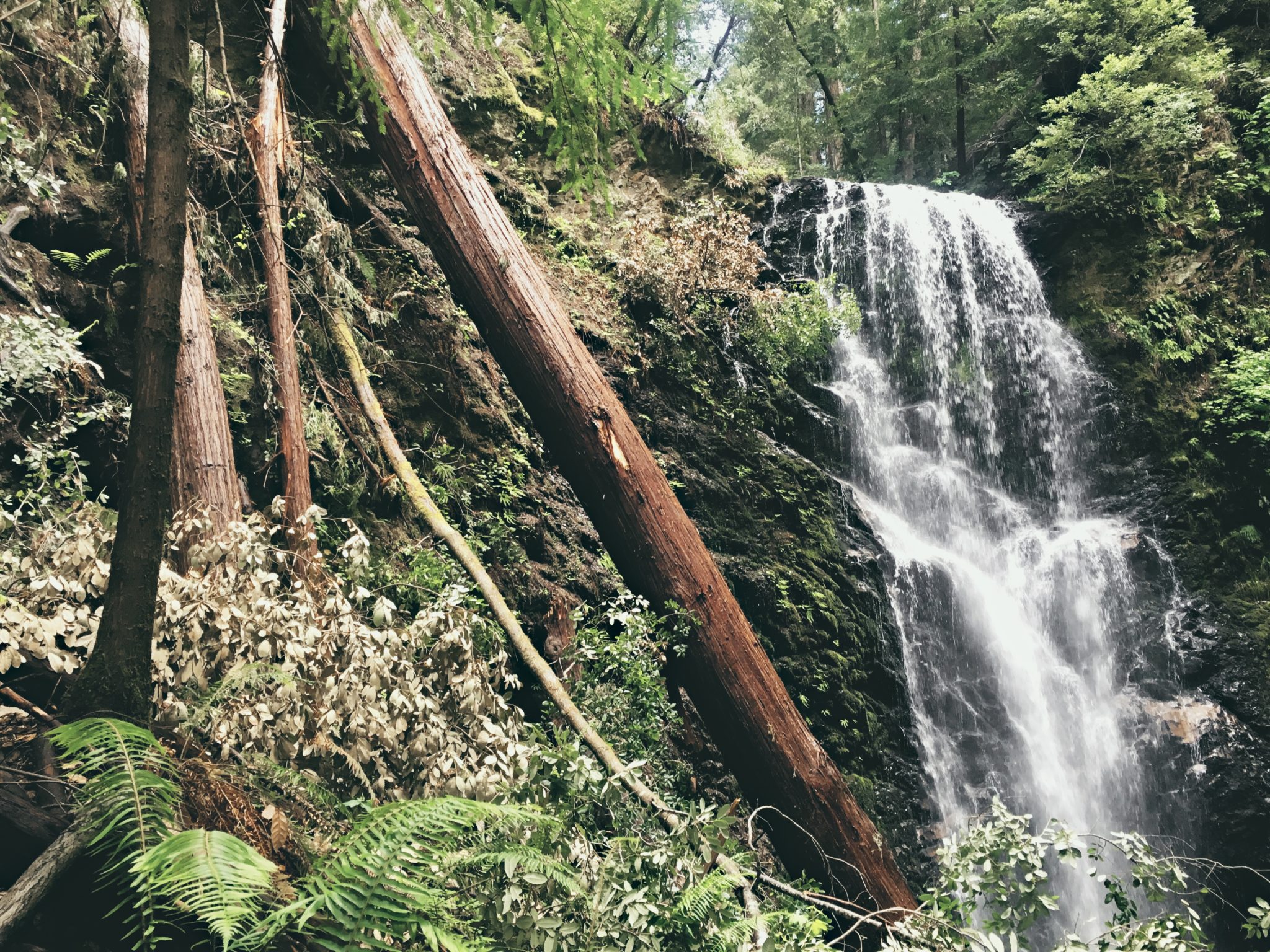 Best Redwood Hikes in the Bay Area