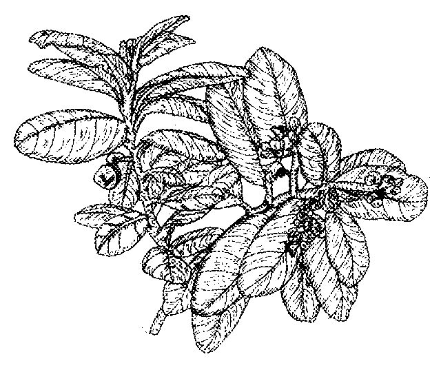 Endemics of St Helena St Helena Olive Sthelena