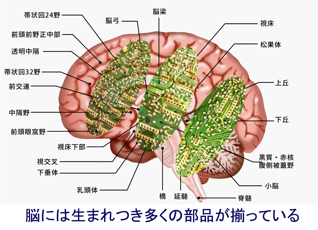 ①発達障害の原因は、脳の高次機能がうまく発達できなかった事によって、社会性や学習能力などの障害を持つことにあります。