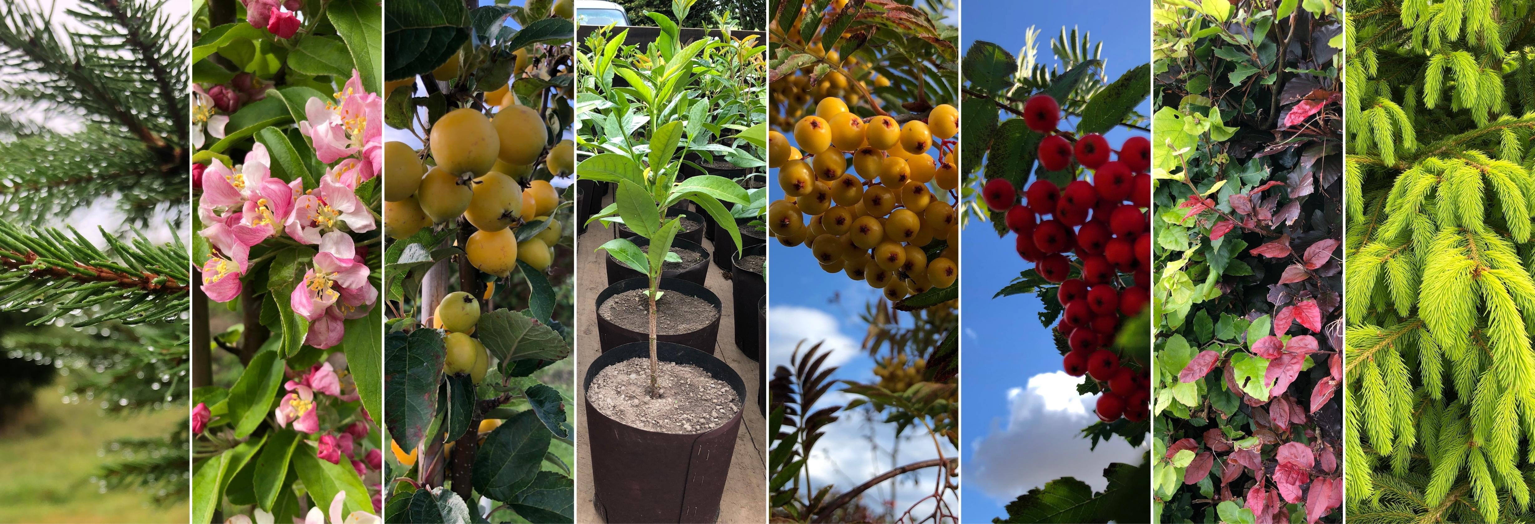 About Stichill Forest Nursery