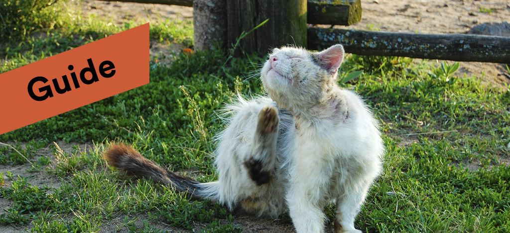 Loppor guide till hur du slipper loppor och loppbett