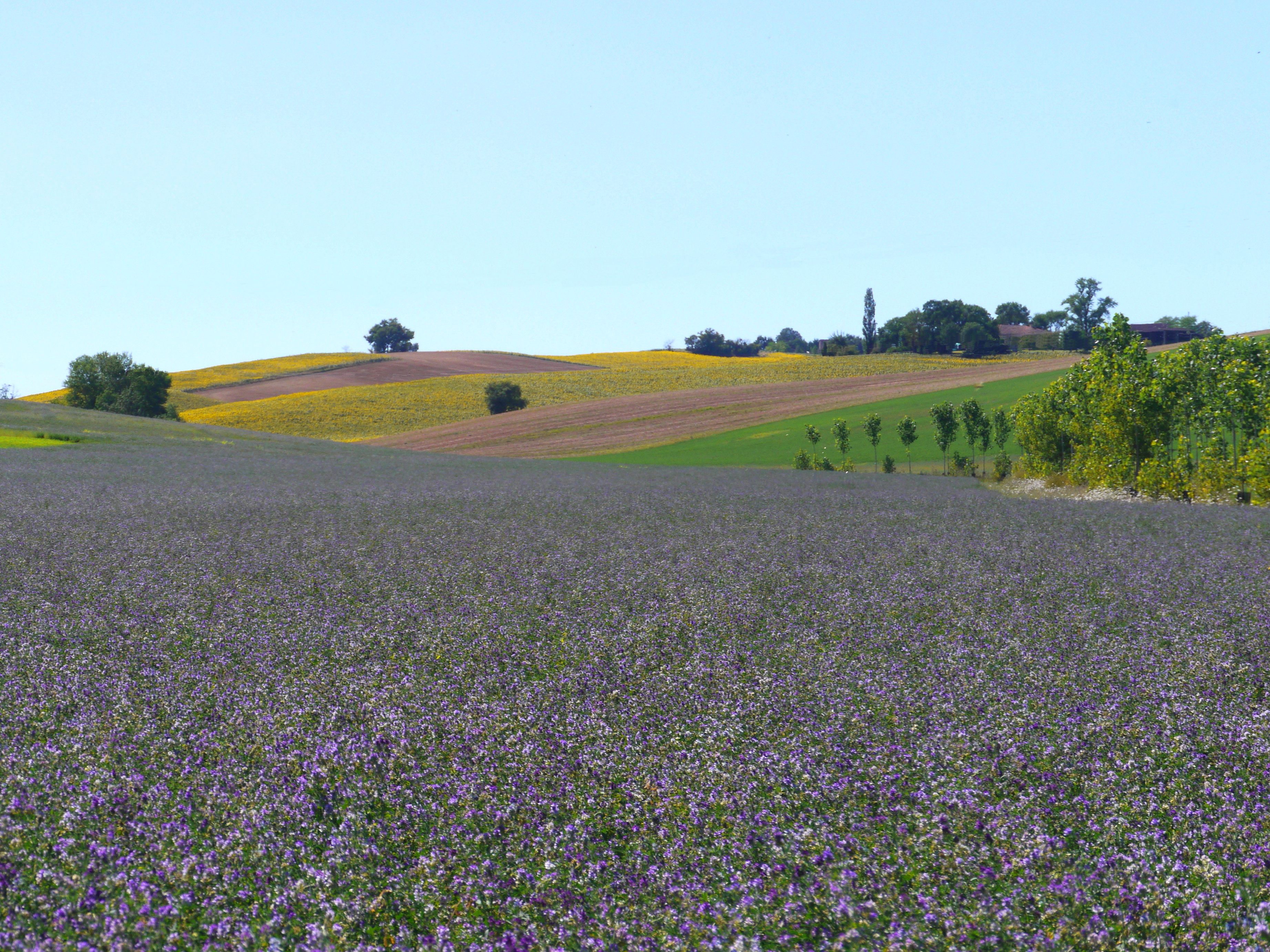 Alfalfa Sprouting Up Stick To Plan Bee