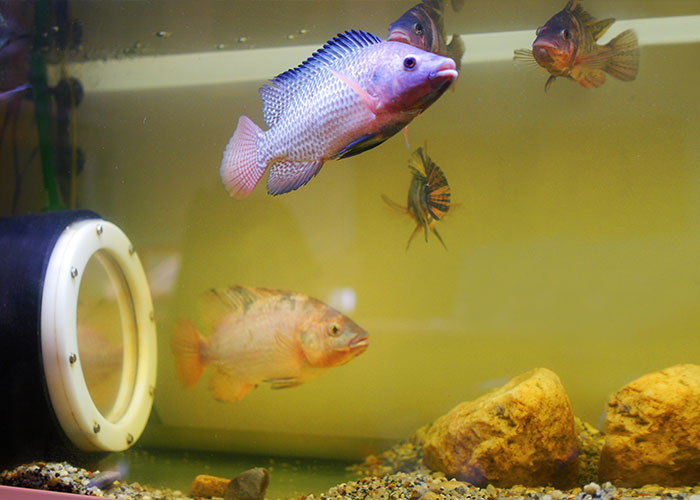 Erziehung Genealogie Wegfahren monitor fish Luminanz Zyklus Bonus