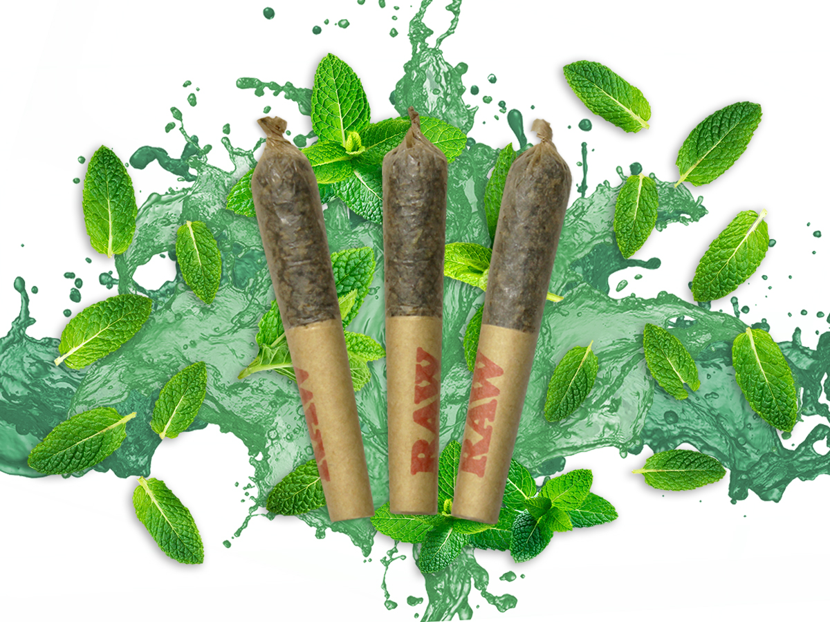 DAB BODS Stigma Grow