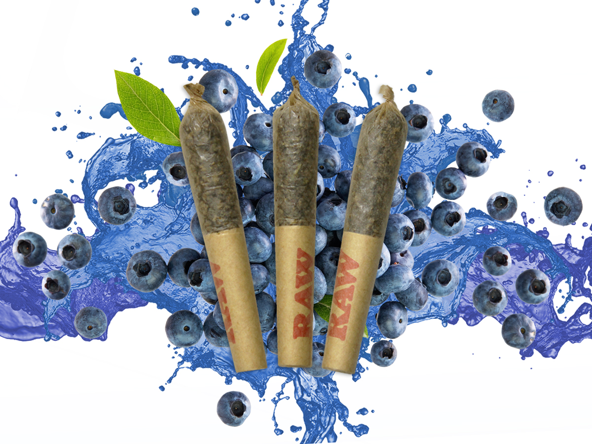 DAB BODS Stigma Grow