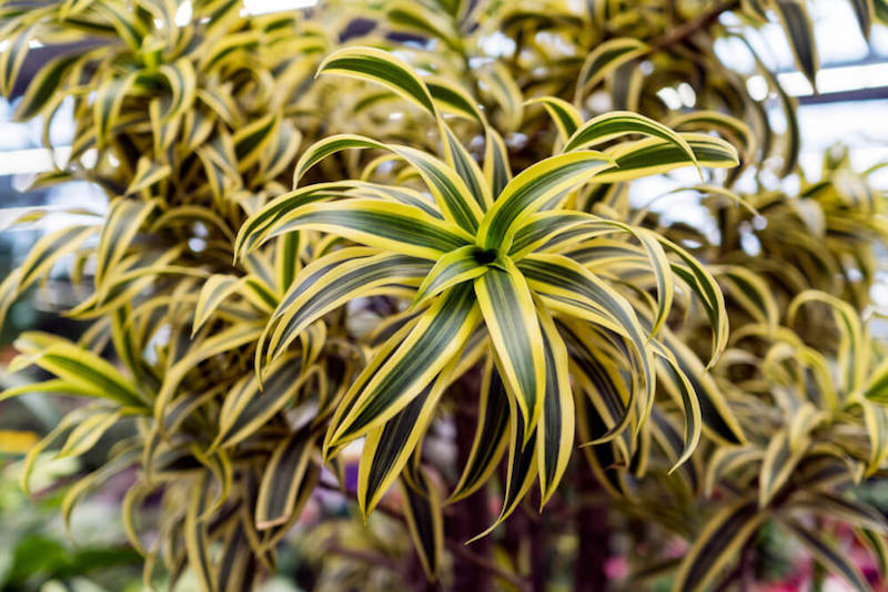 12 piante nel feng shui che portano energia positiva nella tua casa