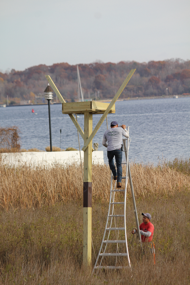 OUR NEW OSPREY AIRBnB Edgewood Waterfront Preservation Association