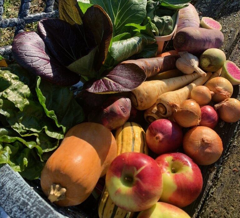 Spring CSA Stillman's Farm