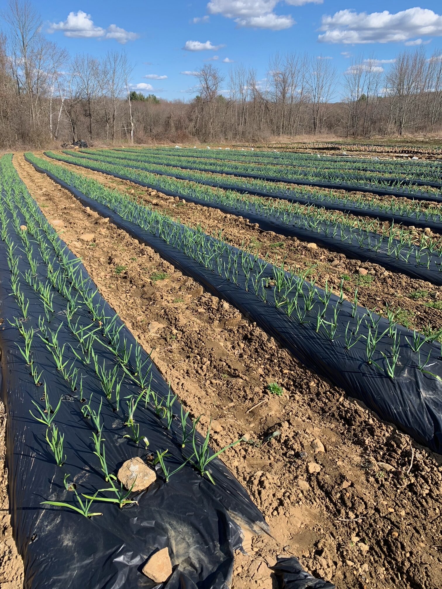 Spring CSA, Week 8, 2021 Stillman's Farm