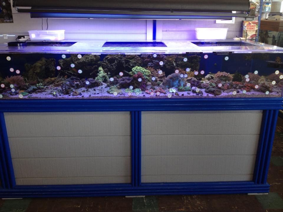 Stingray Bay Pet Supplies Tropical Fish and Pet Supplies