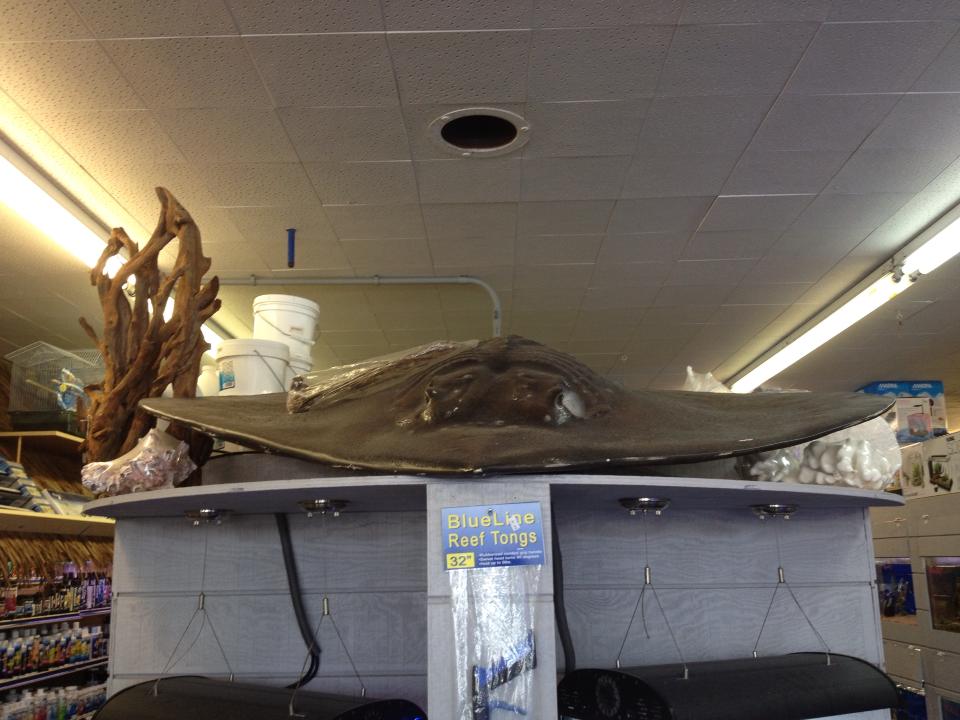 Stingray Bay Pet Supplies Tropical Fish and Pet Supplies