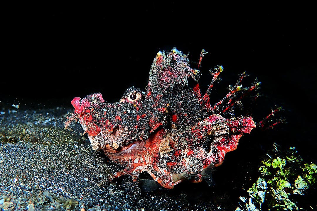 Dive Lembeh Strait and Bunaken in North Sulawesi STINGY NOMADS