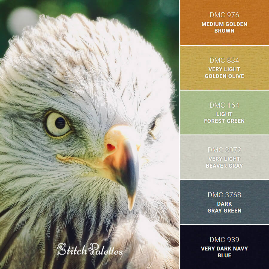 Bald Eagle Eye Color Though Its Eyes Are Roughly The Same Size As