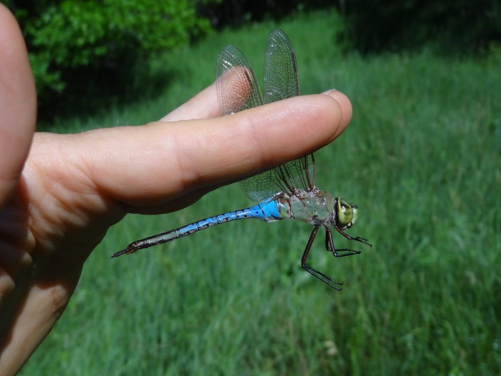 Discover Dragonflies and Butterflies at the High Lonesome Nature Reserve