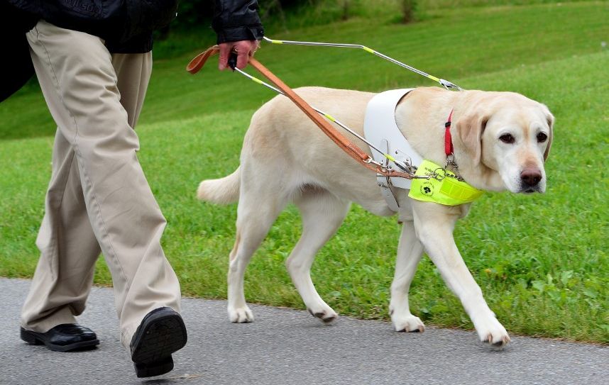 Guide dog training has had to adapt during pandemic Stittsville