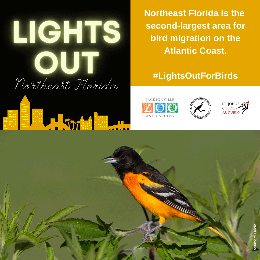 Lights Out NE Florida St. Johns Regional Audubon