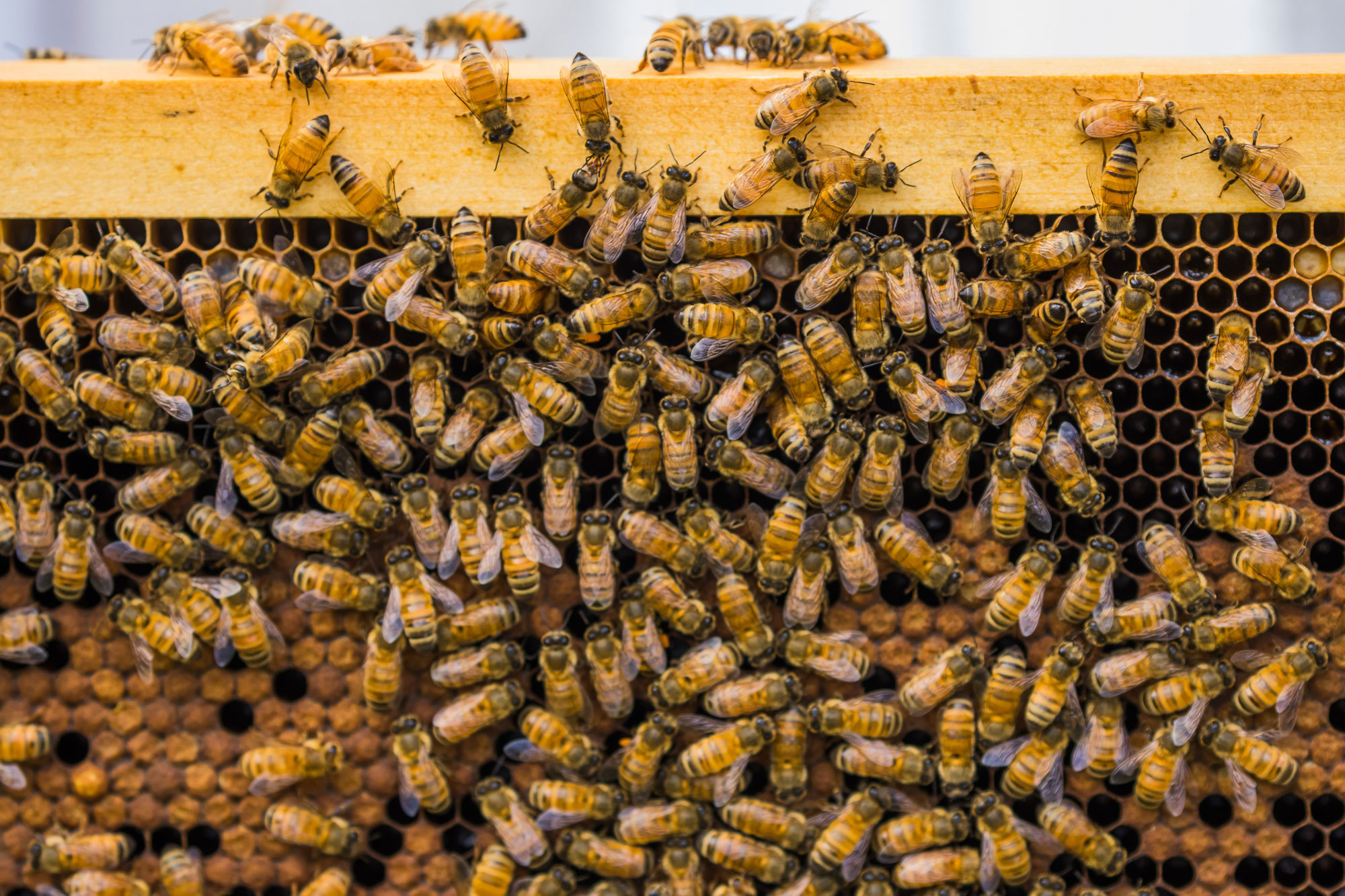 Bees Dealership In St Johns Mi at Carl Hicks blog