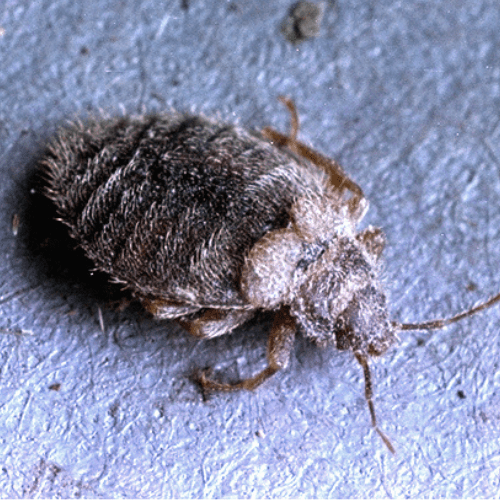 Bat Bug | STL Pest Control