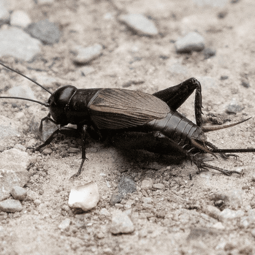 Crickets STL Pest Control