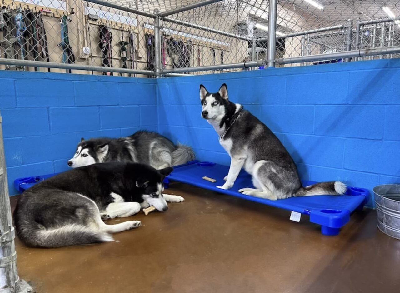 Boarding St. Mark's Dog Resort