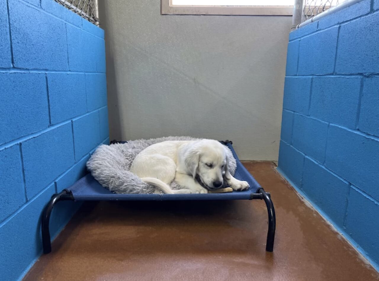 Boarding St. Mark's Dog Resort