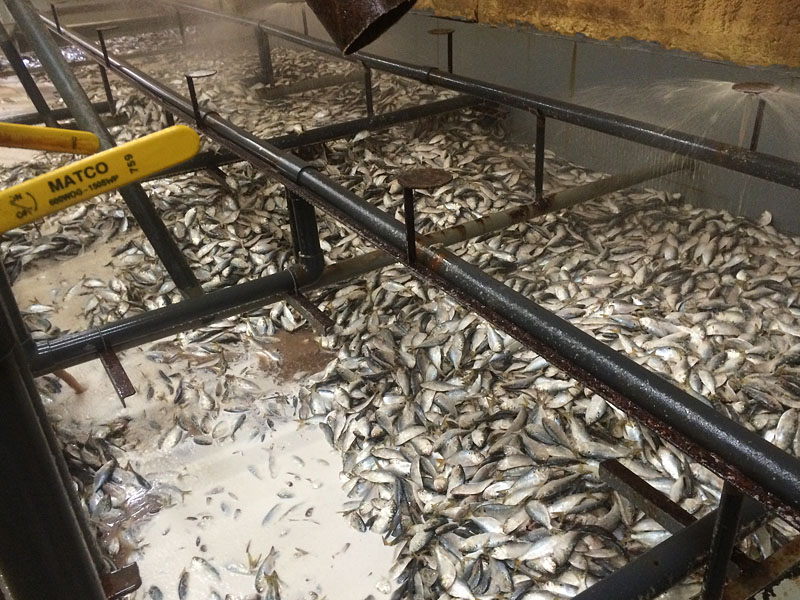 Fresh & Frozen Shad and Menhaden Bait