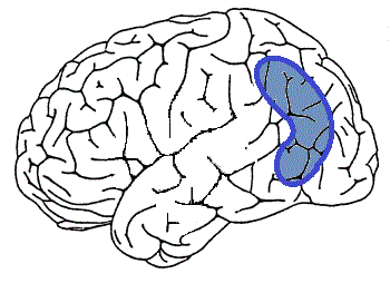 失語症のタイプと損傷部位(ブローカ、ウェルニッケ) | Stナビ