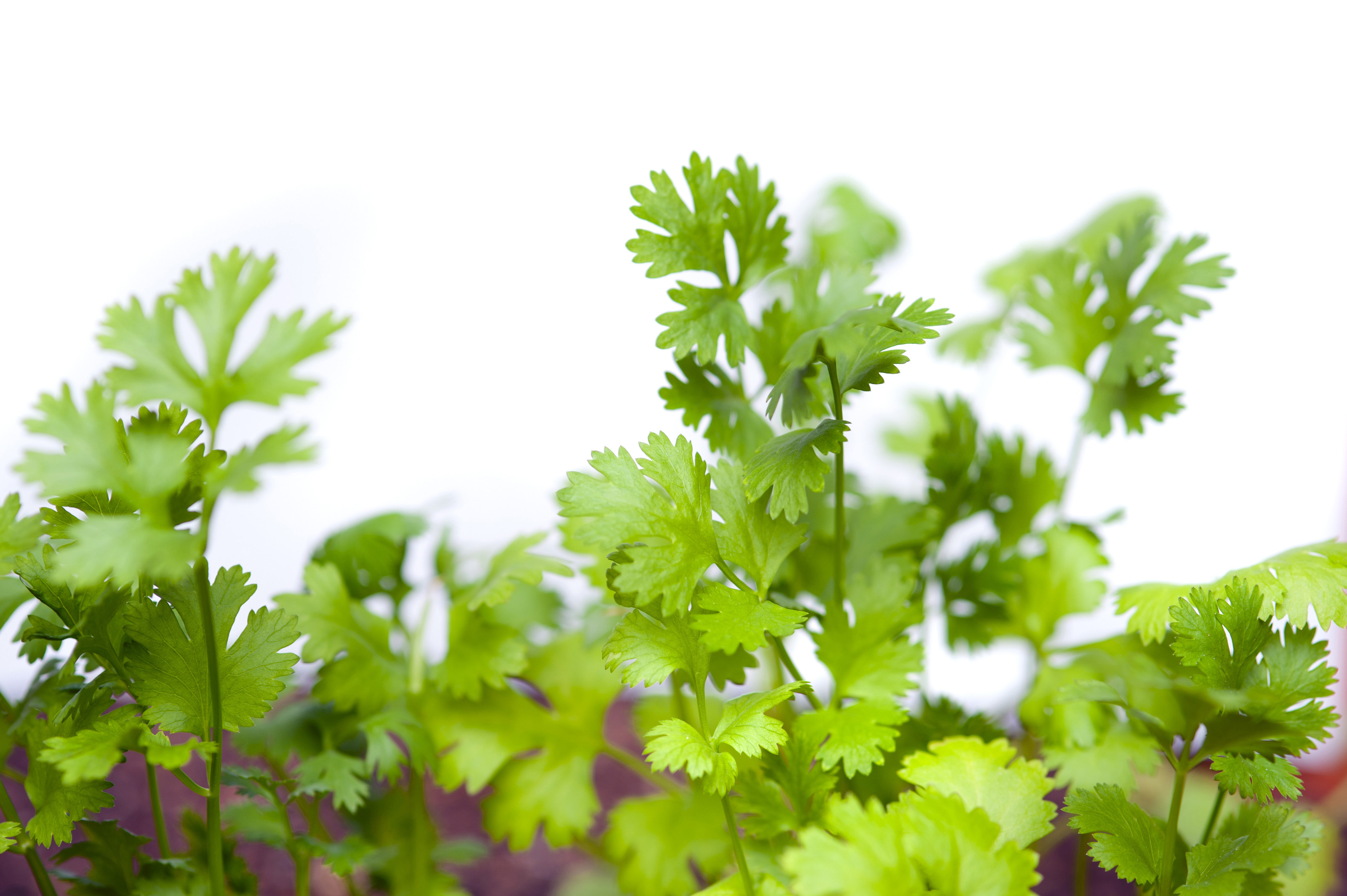 Fresh coriander leaves7804 Stockarch Free Stock Photo Archive
