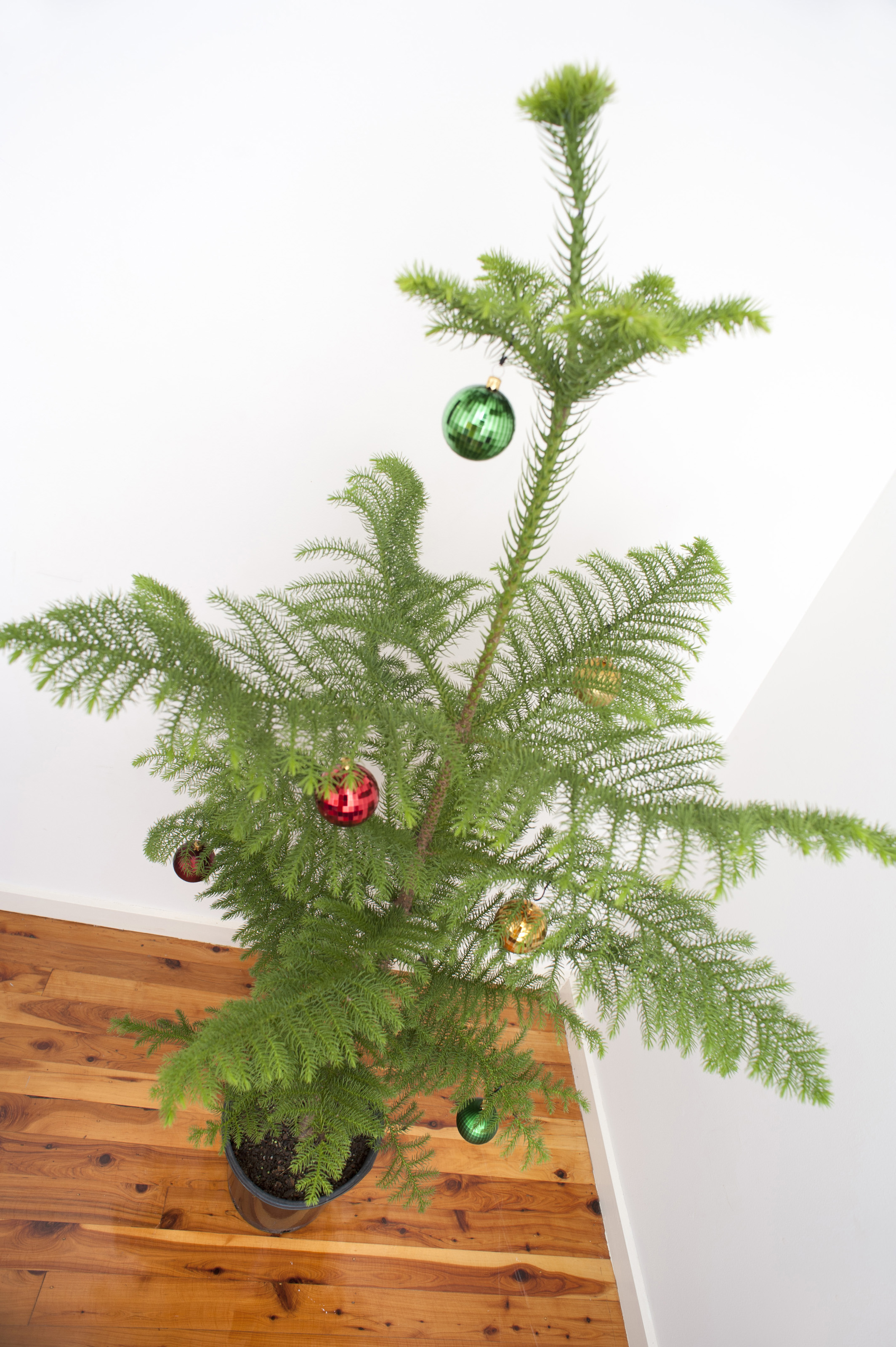 Angle Christmas Tree minimalist christmas tree8262 Stockarch Free Stock Photos