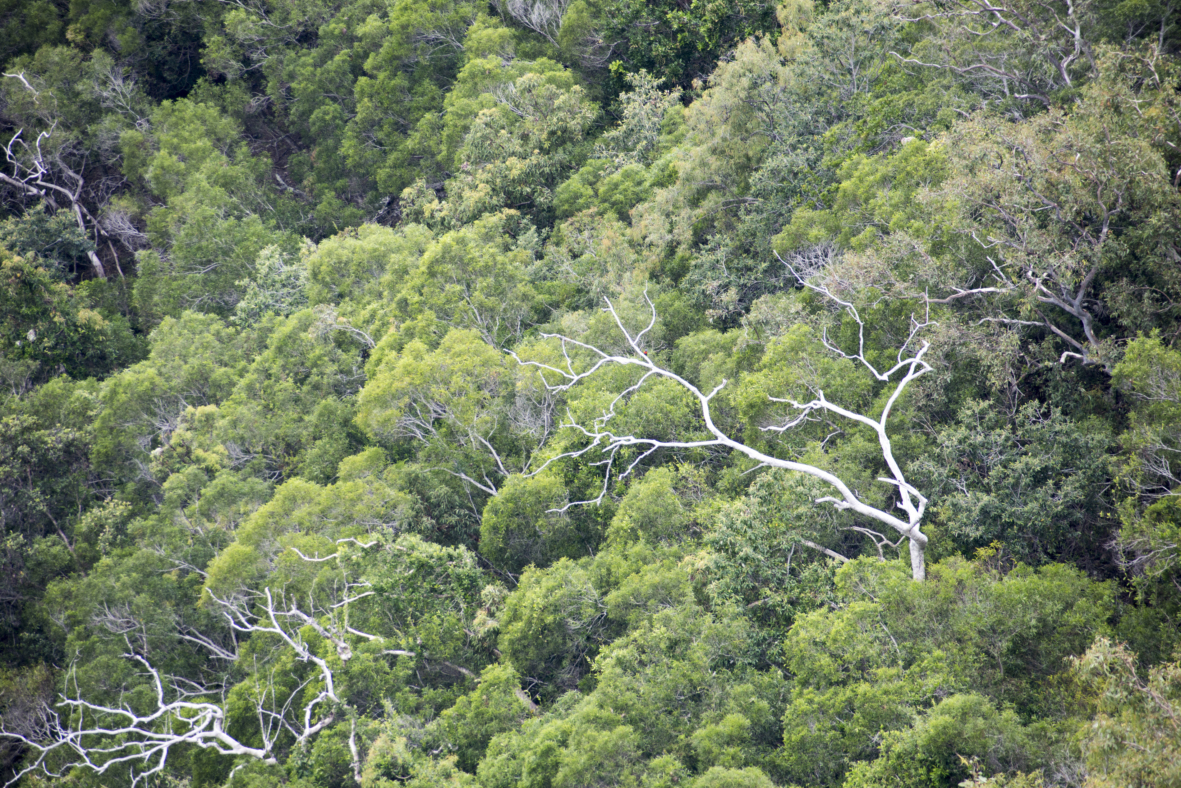 Leafy green forest canopy viewed from above9790 Stockarch Free Stock