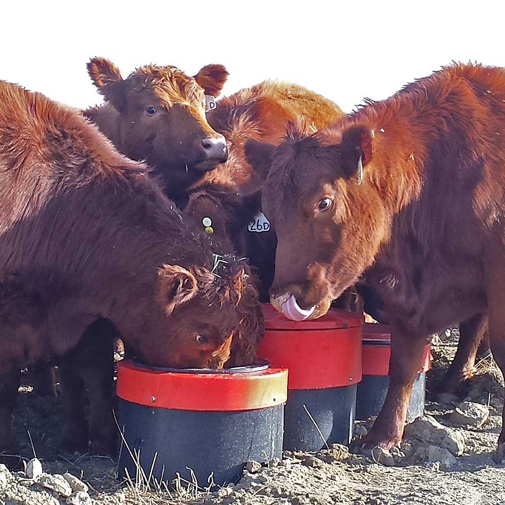 STOCKBOSS energy free livestock watering systems