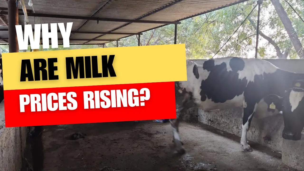 Why Are Milk Prices Rising? StockIsy