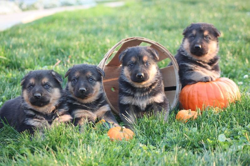 Stoltzfus Puppies Home