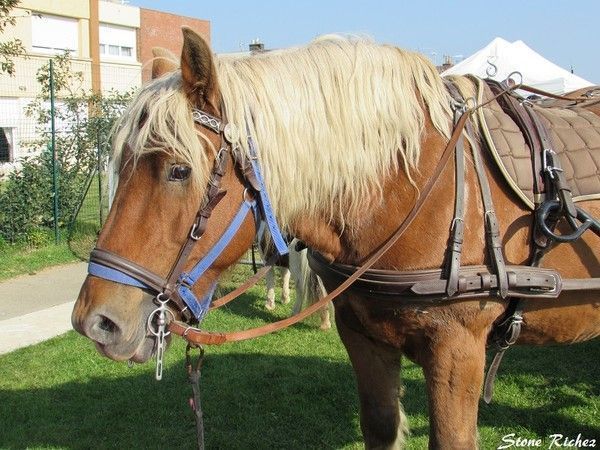Cheval d'attelage