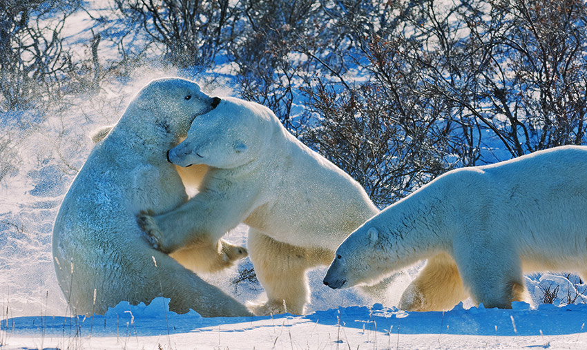 How to Survive a Polar Bear Attack BEAR GUIDE