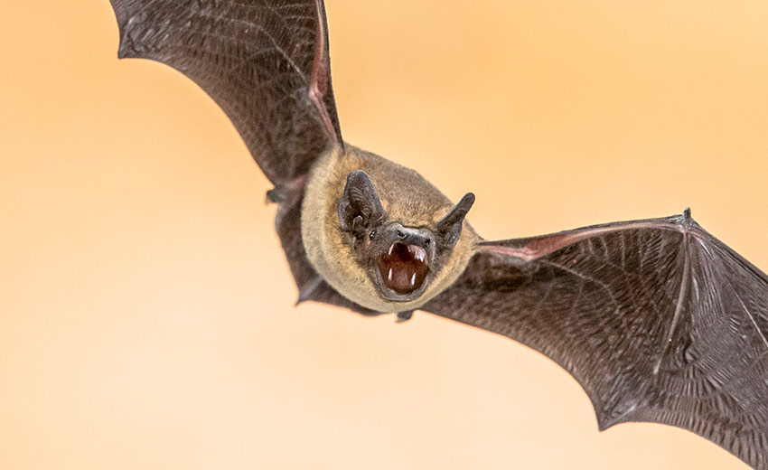 How to Survive Bat "Attacks" BAT SCIENCE BASICS