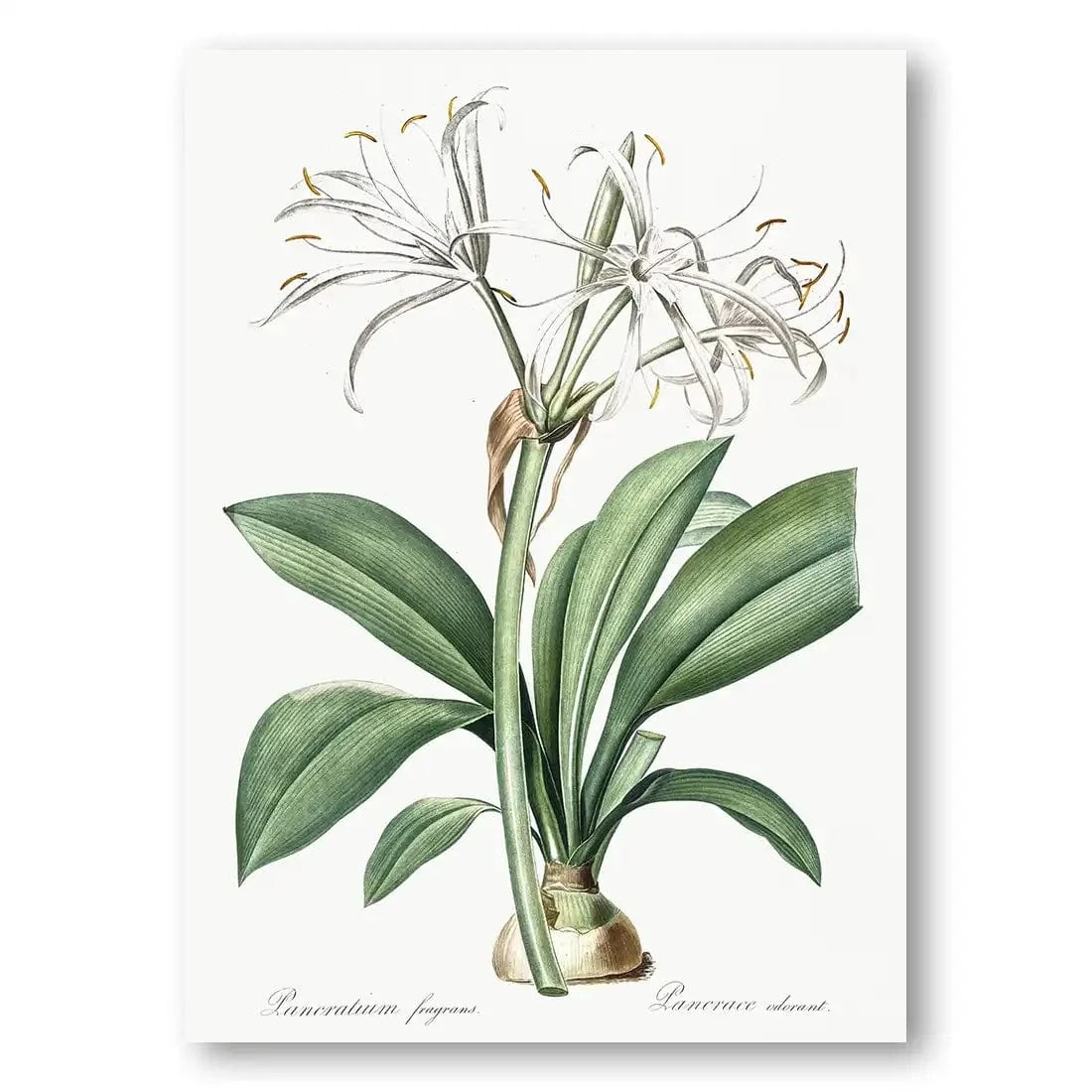 Spider Lily Vintage Botanical Art Print Portrait Custom Sizes Fine