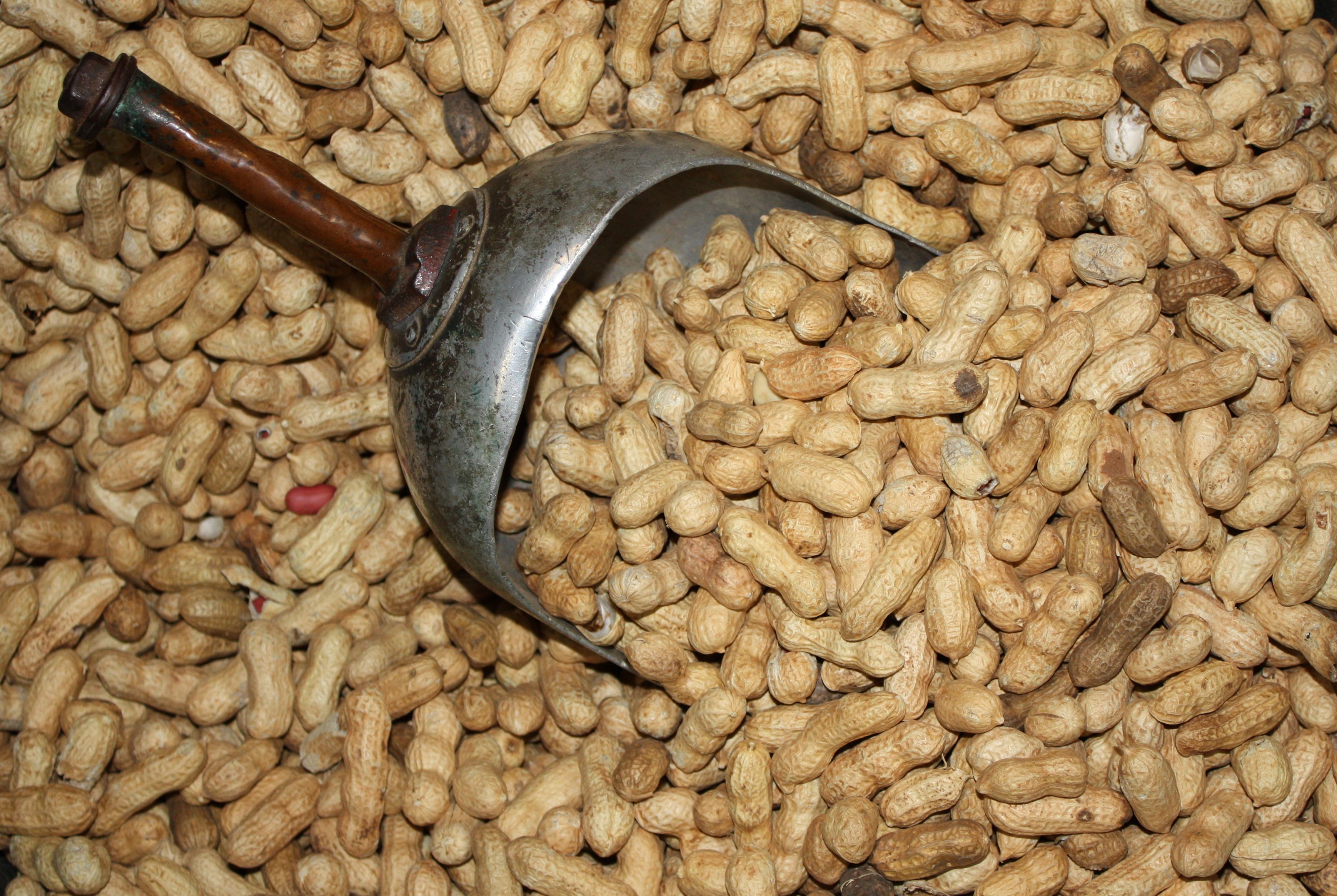 Tennessee Red Peanuts Stone Brothers