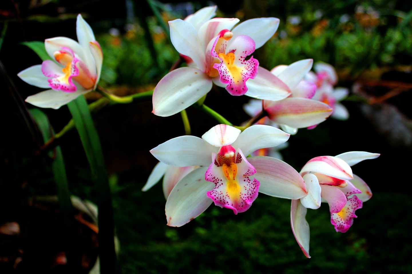 How To Keep Orchids Alive Care Tips & Tricks STONECOLDBETCH
