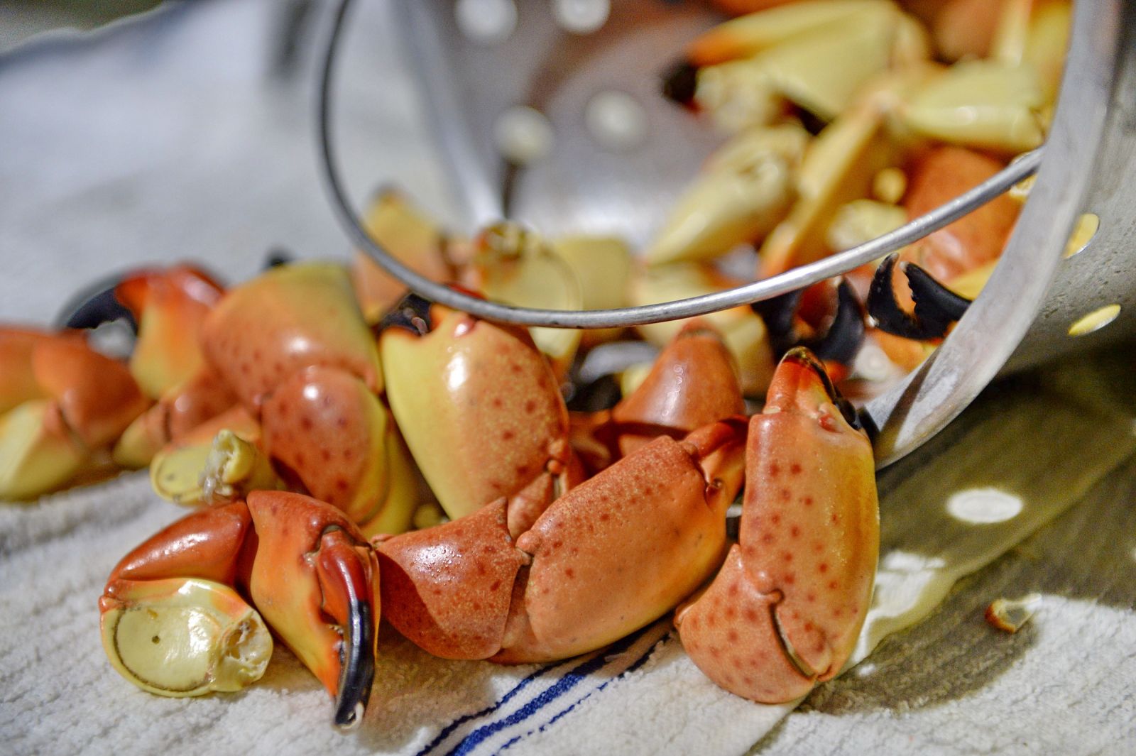 stone crab festival 2023 crystal river fl Stone Crab Jam Kings Bay Rotary Charitable Foundation, Inc.