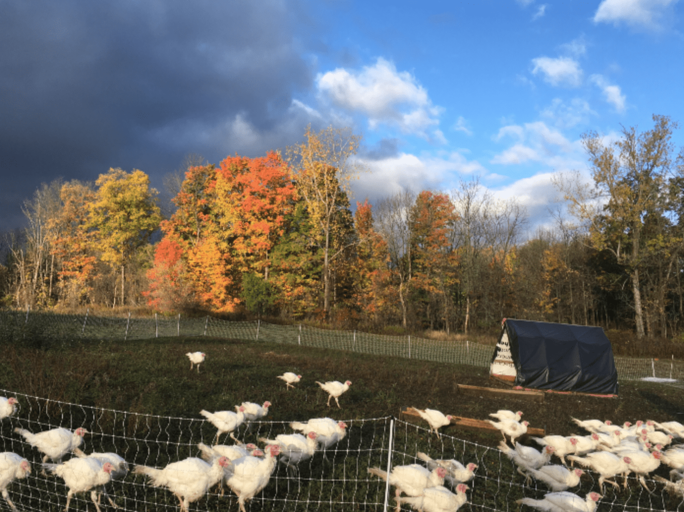 Turkey Waitlist Stonecrop Farm