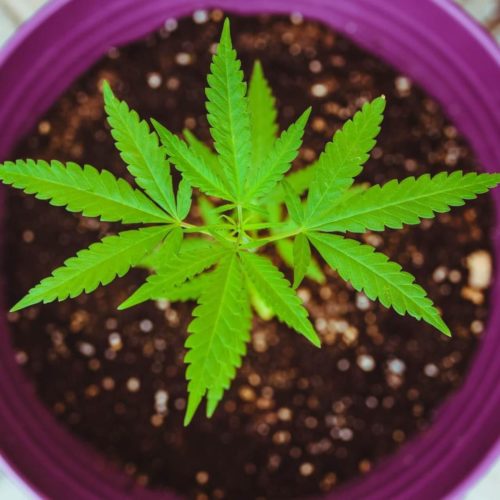 Gifts For Ganja Grower Pot Presents To Spoil That Special Stoner!