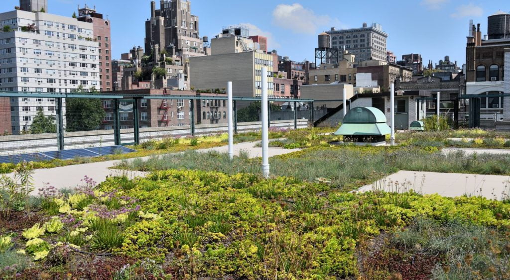 5 Herbs To Grow On A Green Roof Stoned Citizen