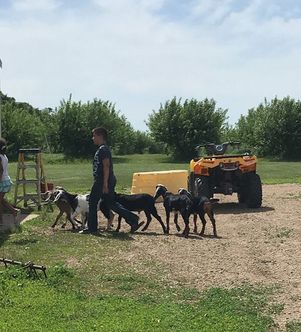 About Stonegate Orchard