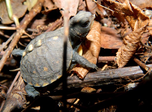 Baby Eastern Box Turtles Hatched in the Sanctuary Stone Harbor Bird