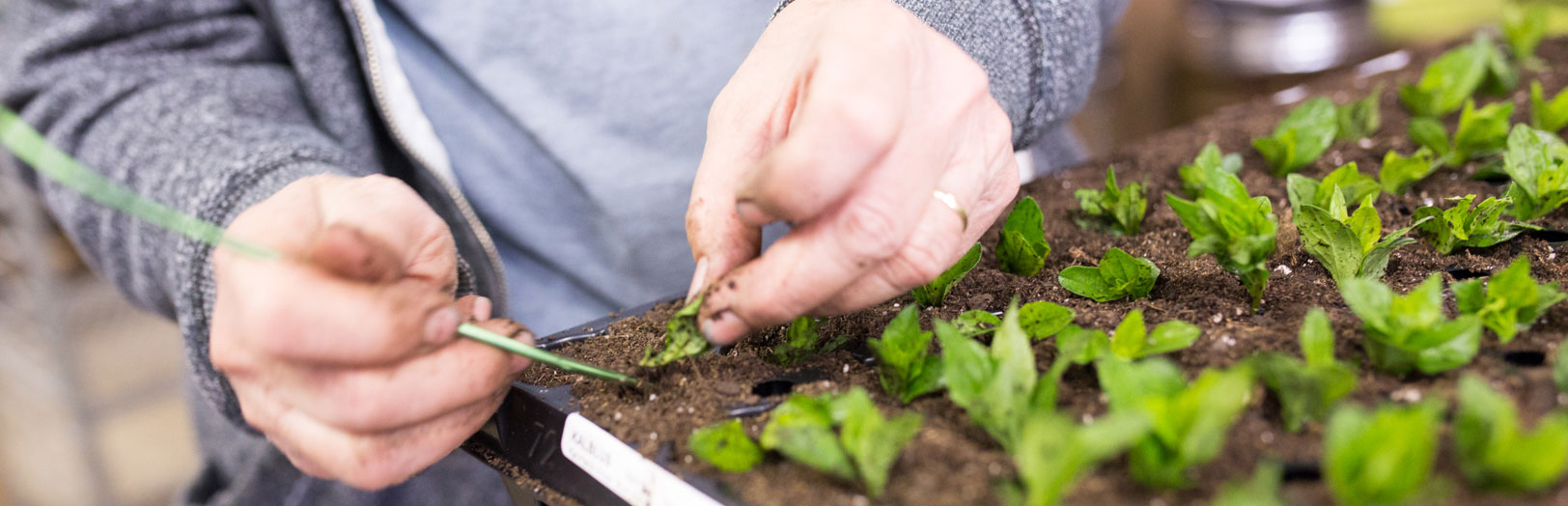 Wholesale Vernalized Perennial Plugs Stonehouse Nursery