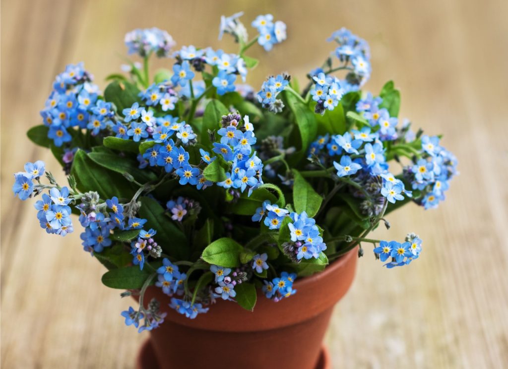 Cultivating Flowers in Pots