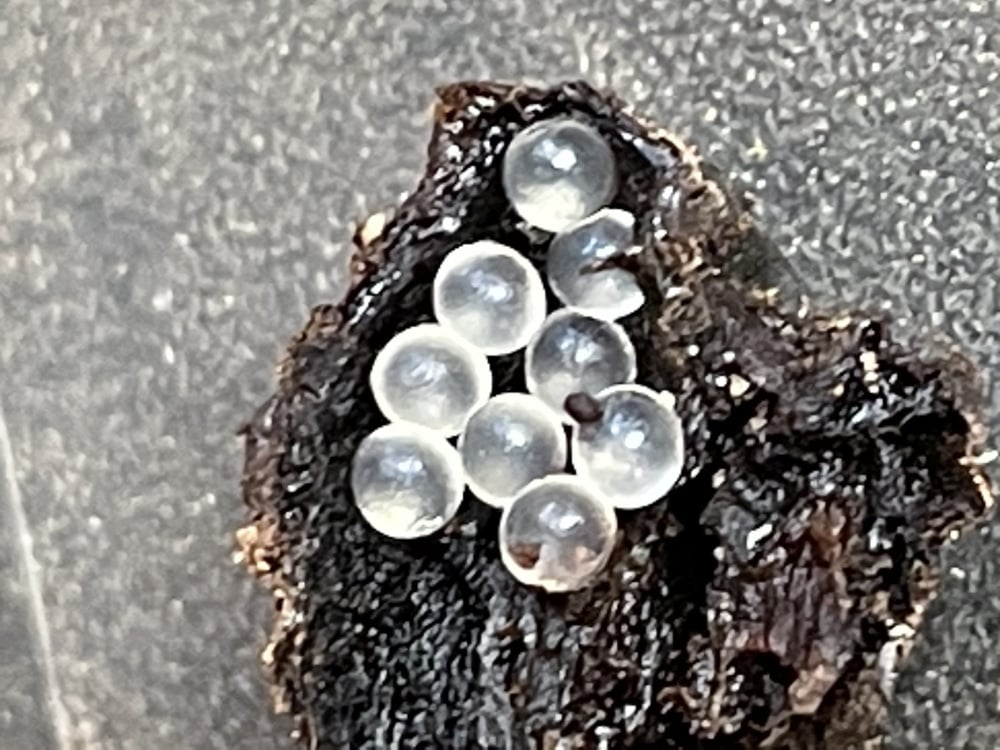 Small, Clear Eggs in the Garden? How to Identify Mysterious Egg Sacks