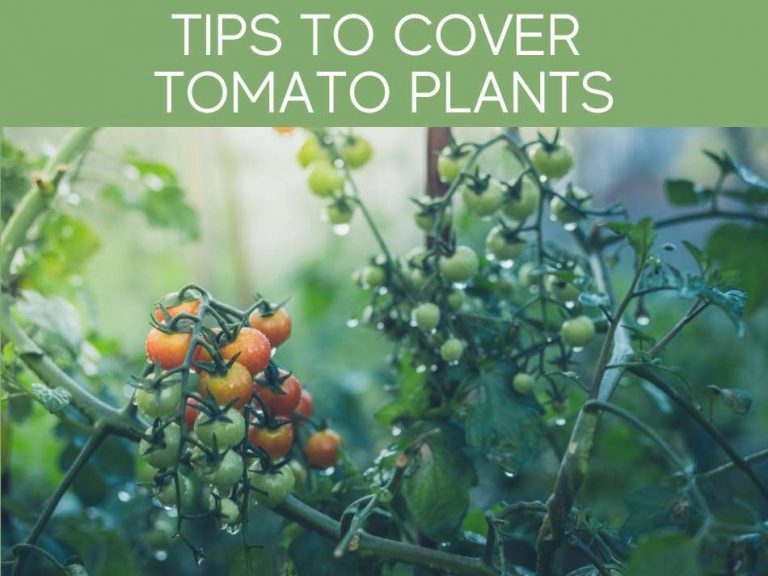 When to Cover Tomato Plants at Night A Complete Guide