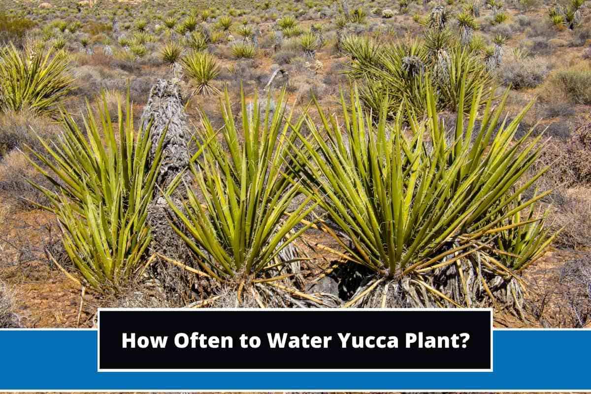 Demystifying Yucca Plant Watering How Often and How Much to Water for